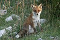 <br><br>Autres noms français du Renard roux : Renard commun ou Goupil 
<br><br>Les besoins alimentaires du renard sont limités à environ 500g de nourriture par jour et son régime est omnivore. Il comprend essentiellement des rongeurs (dont les jeunes ragondins) ou des lapins. Les baies et les fruits, les déchets d'origine humaine ou les vers de terre sont également des ressources importantes. Peut-être le renard visite-t-il quelques poulaillers ? Mais c'est oublier qu'il est avant tout l'un des principaux régulateurs de la pullulation des rongeurs dans les campagnes. Sa prédation sur les campagnols et les mulots en fait un auxiliaire véritable et précieux de l'agriculture. Un seul renard mange plus de 6000 souris par an! C'est dire son utilité et son efficacité.
Et, n'en déplaise aux éleveurs de volailles, le renard, avant d'être le bourreau des gallinacés, est un "éboueur" de la nature, partisan comme beaucoup de prédateurs de la loi du moindre effort. Il joue un rôle particulièrement utile en éliminant les animaux les plus faibles, malades ou âgés ainsi que les charognes.
<br><br>Depuis 2008, le Renard roux est inscrit sur la Liste rouge mondiale de l'UICN 
<br>Depuis 2009, il est également inscrit sur la Liste rouge des mammifères continentaux de France métropolitaine
<br><br>Photo réalisée en France, dans le Larzac (Massif central) Renard roux
Renard
Goupil
Vulpes vulpes
Red Fox 
omnivore
prédation
nuisibles
Liste rouge
mammifères
France 